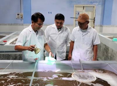 Lãnh đạo Công ty Cổ phần Đầu tư S6; Sở Nông nghiệp và Môi trường tỉnh Ninh Thuận kiểm tra việc nuôi tôm giống của công ty. Ảnh: Công Thử - TTXVN
