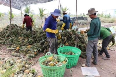 Thương lái thu mua dứa tại xã Thạnh Mỹ (Tân Phước, Tiền Giang). Ảnh: Minh Trí – TTXVN