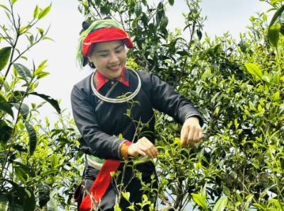 Phụ nữ Dao hái chè Xuân trên đỉnh Tây Côn Lĩnh. Ảnh: Đức Thọ - TTXVN