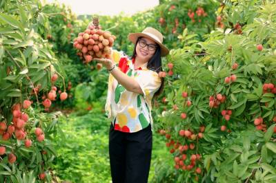 Du khách tham quan, trải nghiêm tại vườn vải. Ảnh: TTXVN phát