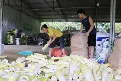 Hiện nay, diện tích cây tre măng bát độ tại xã Hưng Khánh, tỉnh Lào Cai đạt gần 1.900 ha, sản lượng măng hằng năm đạt 10.600 tấn, với giá trị trên 60 tỷ đồng. Ảnh: Tiến Khánh - TTXVN
