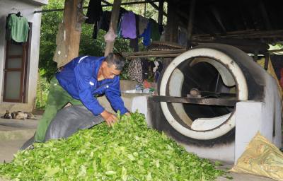 Người dân thôn Khe Năm, xã Hưng Khánh, tỉnh Lào Cai chế biến chè bằng máy sao thủ công. Ảnh: Tiến Khánh - TTXVN