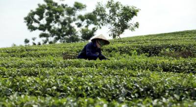 Thu hoạch chè tại Tân Trào (Tuyên Quang). Ảnh: Quang Cường – TTXVN