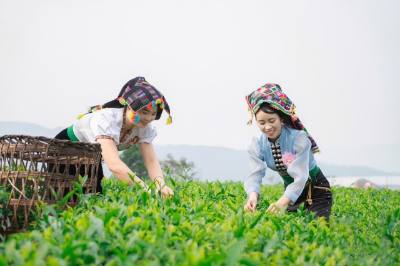 Phát triển vùng nguyên liệu chè đã mang lại cuộc sống ấm no cho bà con trên địa bàn tỉnh Lai Châu. Ảnh: TTXVN phát
