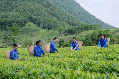 Hợp tác xã chè La Bằng hiện quản lý 37 ha chè gồm 20 ha đạt VietGAP và 17 ha hữu cơ. Ảnh: TTXVN
