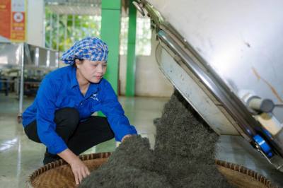 Nghệ nhân Nguyễn Thị Hải tại xưởng sản xuất chè của Hợp tác xã chè La Bằng. Ảnh: TTXVN
