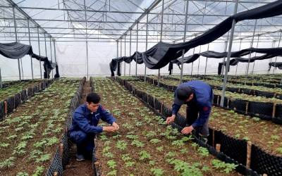 Việc trồng sâm tại Lai Châu được tỉnh xác định là cây trồng chủ lực. Ảnh: Việt Dũng – TTXVN
