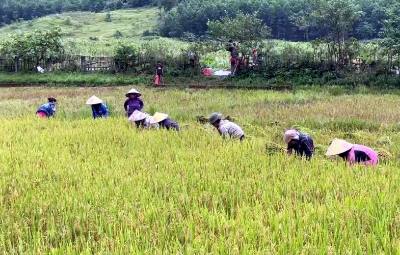 Đồng bào Rục tại xã Kim Phú (Quảng Trị) thu hoạch lúa. Ảnh: Tá Chuyên - TTXVN